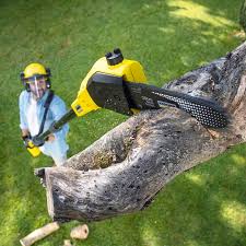 Reliable Montclair, VA Tree Care Solutions