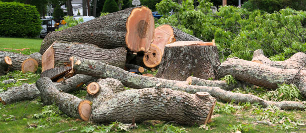 Montclair, VA Tree Care Company
