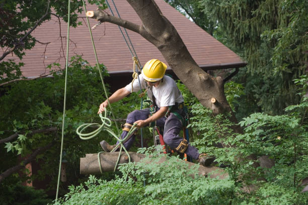 Tree and Shrub Care in Montclair, VA